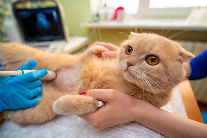 Как вылечить панкреатит у собак и кошек? | Zoohub