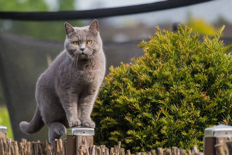 Самая популярная порода кошки в россии
