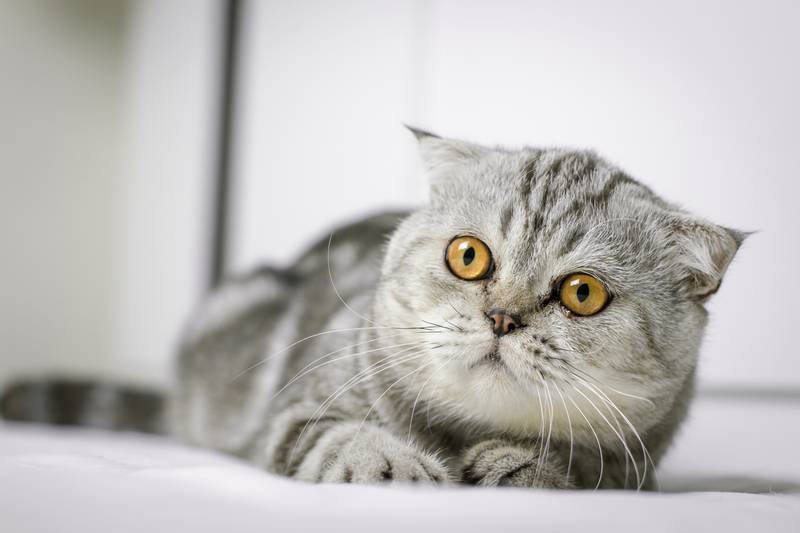 Какие породы кошек популярны в россии