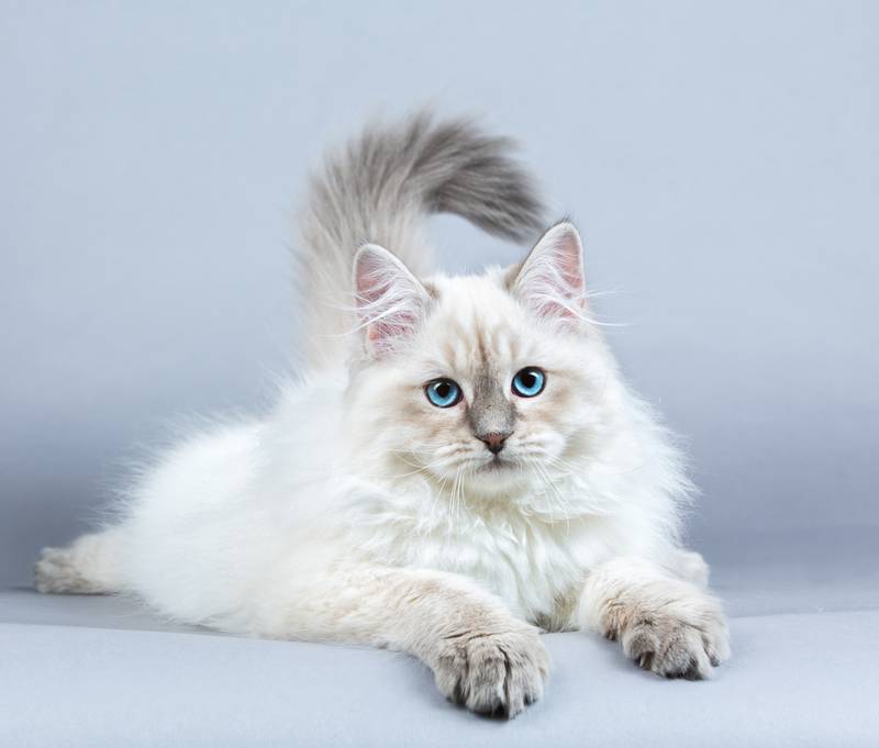 10 пород кошек популярных в россии