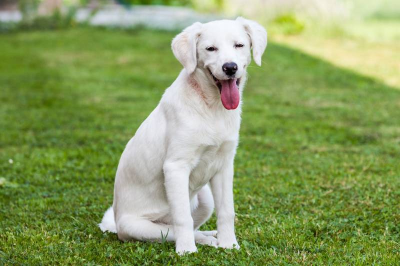 характеристики собаки породы истрийская гончая