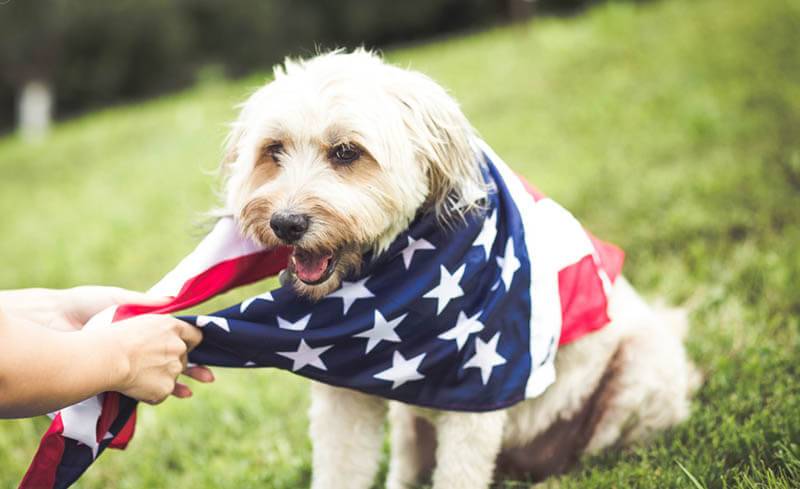 Английские и американские клички для собак: идеи для имен
