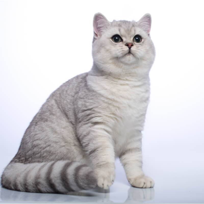 Окрасы британских кошек и котов: фото и описание разновидностей расцветок  британцев с названиями