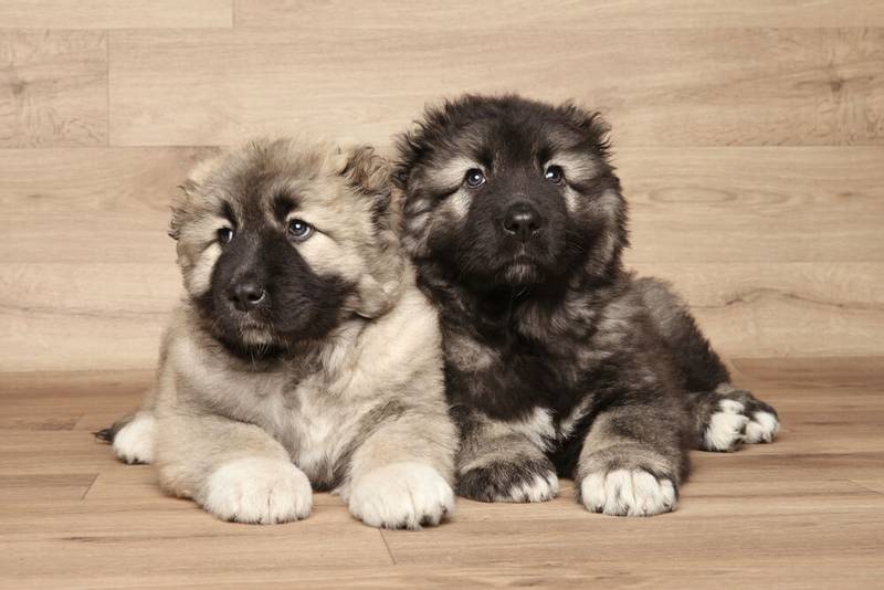 Два щенка кавказской овчарки