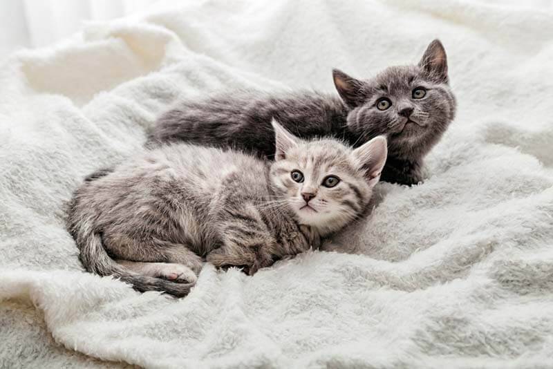 коронавирус у котенка