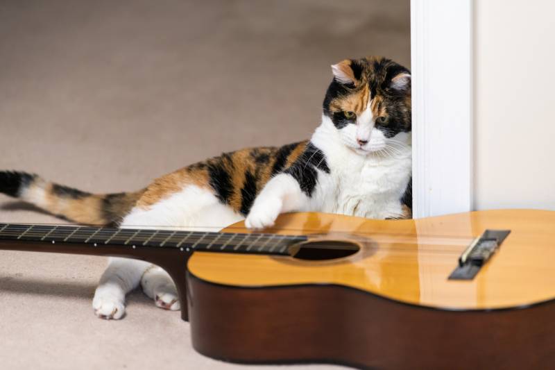 Какую музыку любят кошки и как на нее реагируют? - Petstory