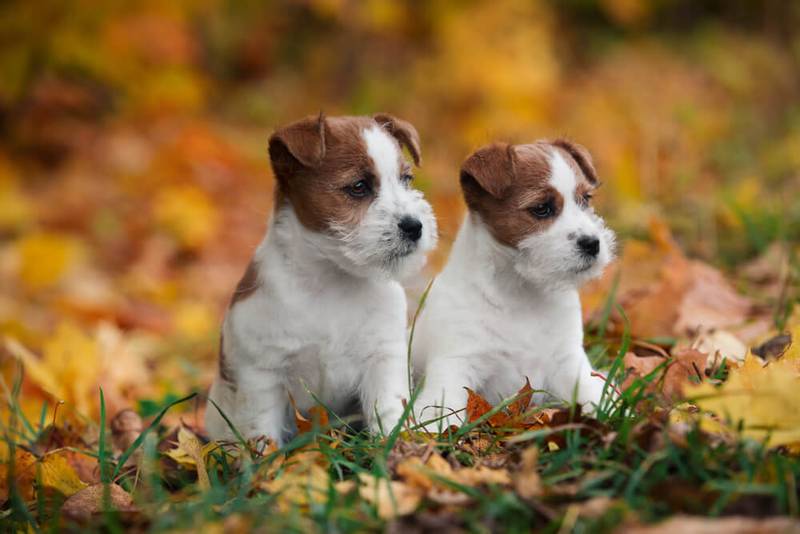 Фото двух щенков джек-рассел-терьера