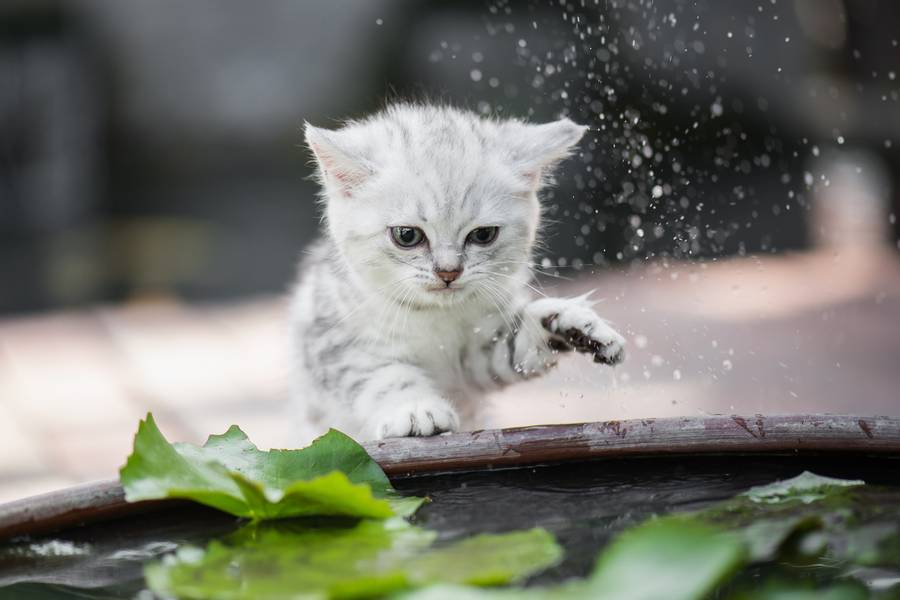 Кошки Вода Фото